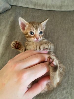 Belly rub