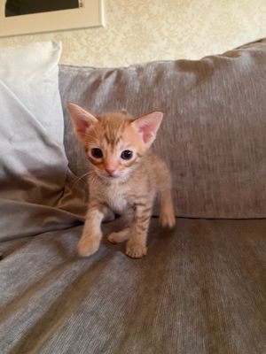 4 weeks old
