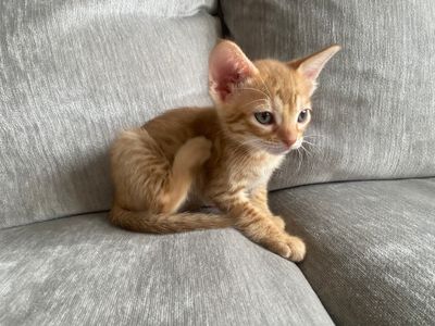 6 weeks old