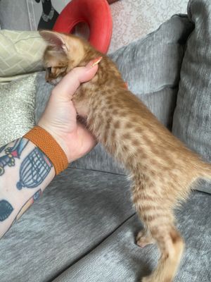 Cinnamon spots