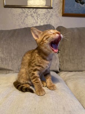 8 weeks old, tired kitty