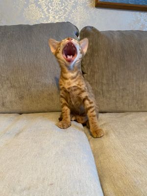 8 weeks old, yaaaawn!