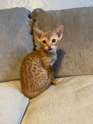 8 weeks old
