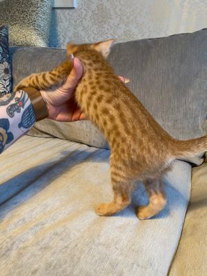 Cinnamon dots