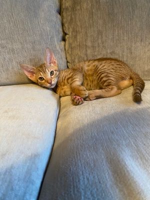 8 weeks old, cutie boy