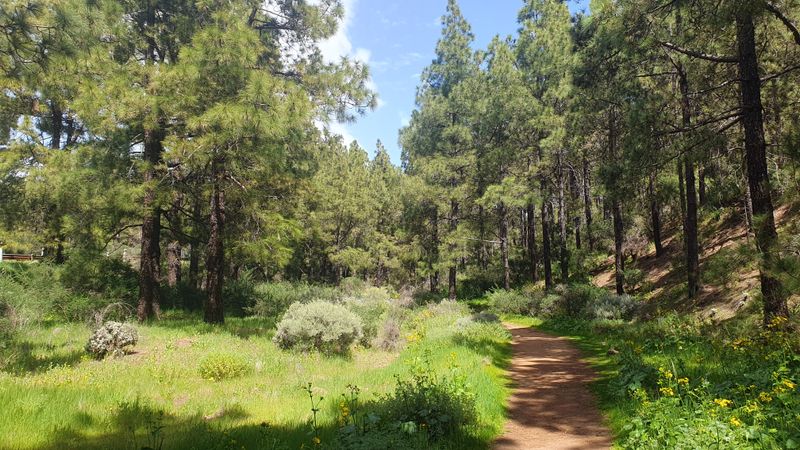 Mar 23 Gran Canaria Green pine and meadow near Degollada de los Hornos