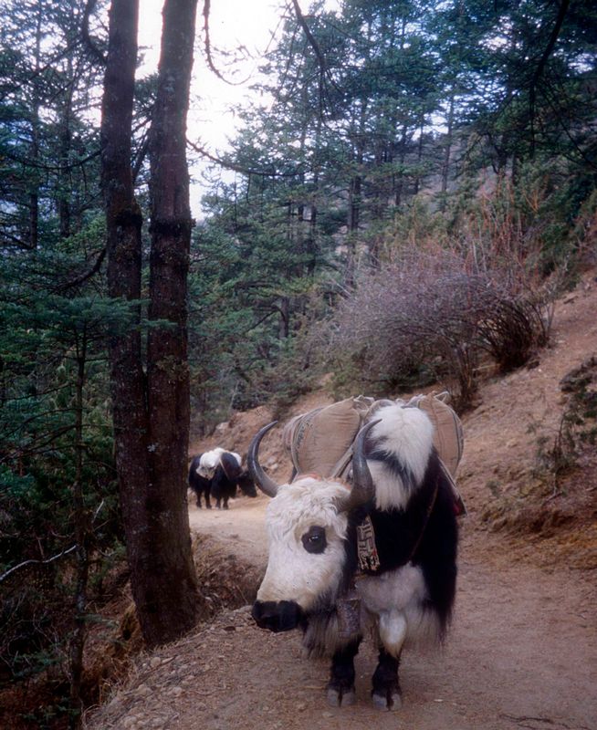 Yaks on the trail to the town of Thame, upvalley from Namche Bazaar