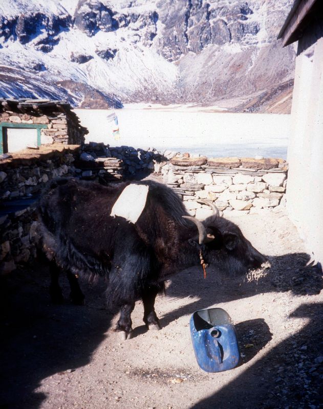 Nalee the yak, outside our Gokyo lodge