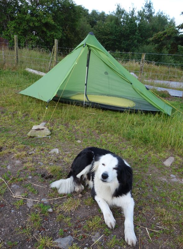 July 22 Bess the collie approves the test pitching of the new Lanshan 1 tent for bikepacking in Orkney and Shetland