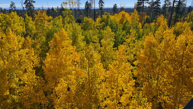Lovely golden aspen from the lookout tower