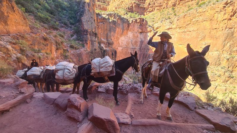 Mule delivery, Grand Canyon