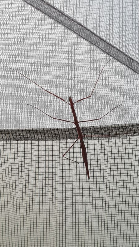 Tent visitor