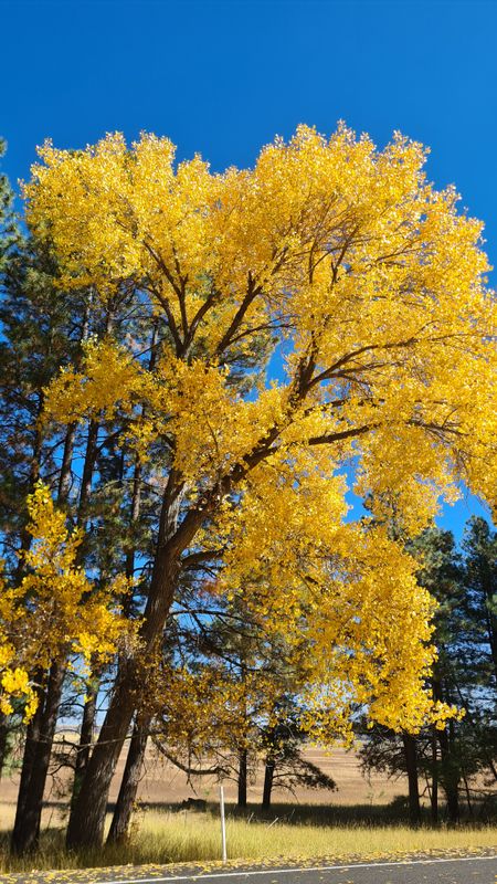 Golden cottonwood near Mormon Lake where I stopped off for lunch at the diner/bar