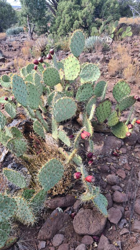Prickly pear fruit was ripe