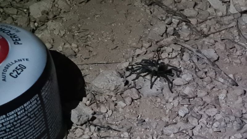 A tarantula visited my camp...