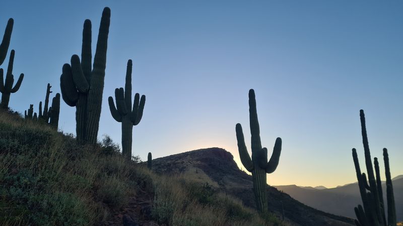 My first saguaro cactus above Roosevelt Lake- fantastic!