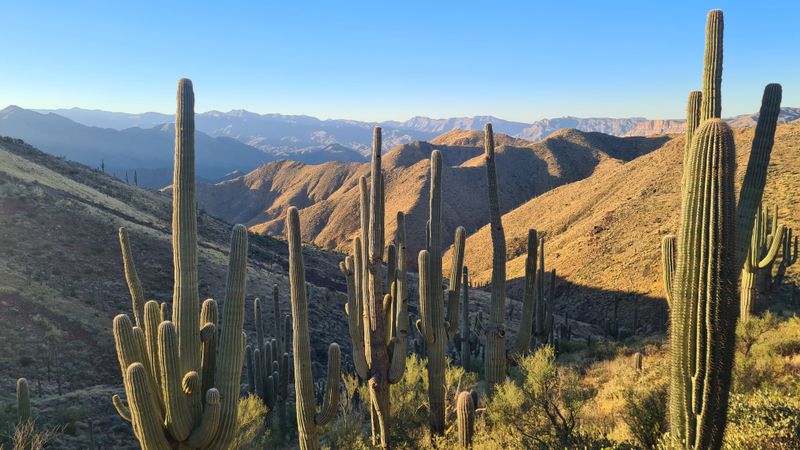 Saguaro