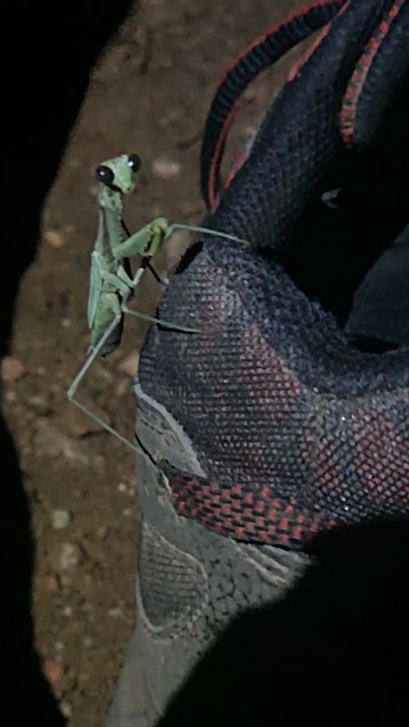 Look whos visiting camp- a Preying Mantis!