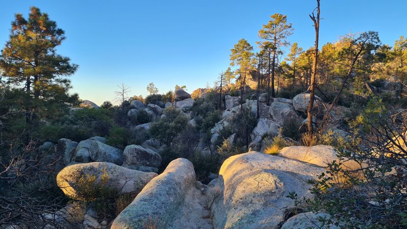 Mt Lemmon was rather lovely with granite outcrops