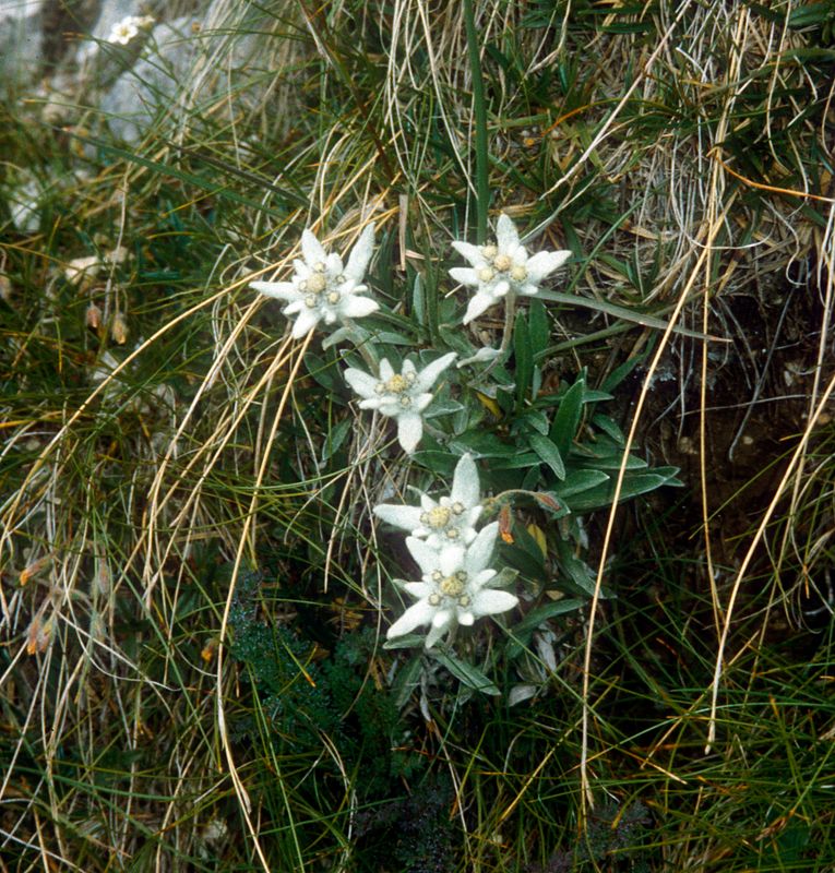 Edelweiss!