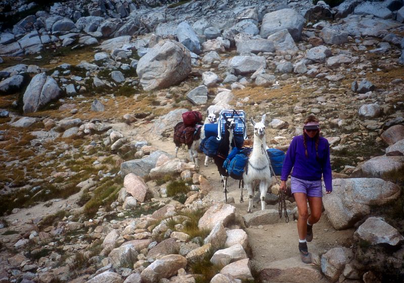 Bishop Pass llama team