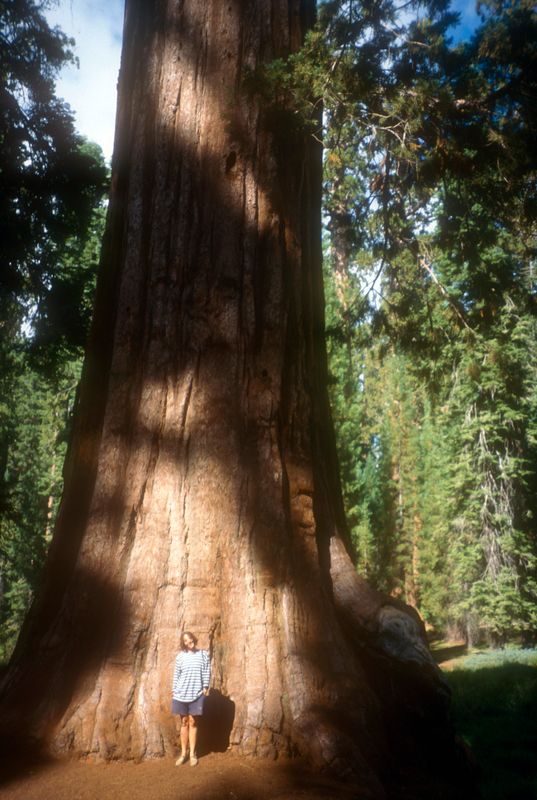 Giant redwood and Martina