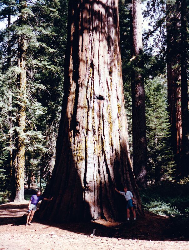 Giant redwood, Brian and Steve