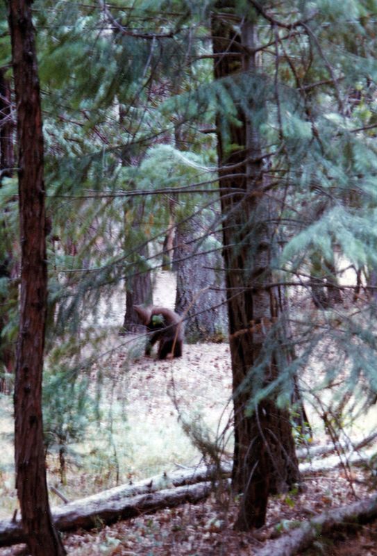 Yosemite bear near the campsite!