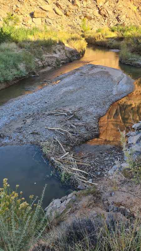 Beaver dams