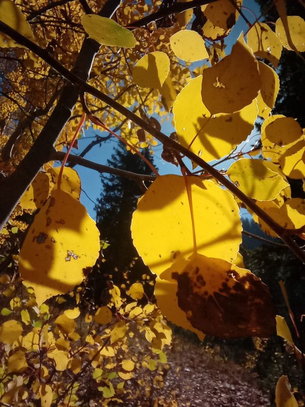 Aspen colours