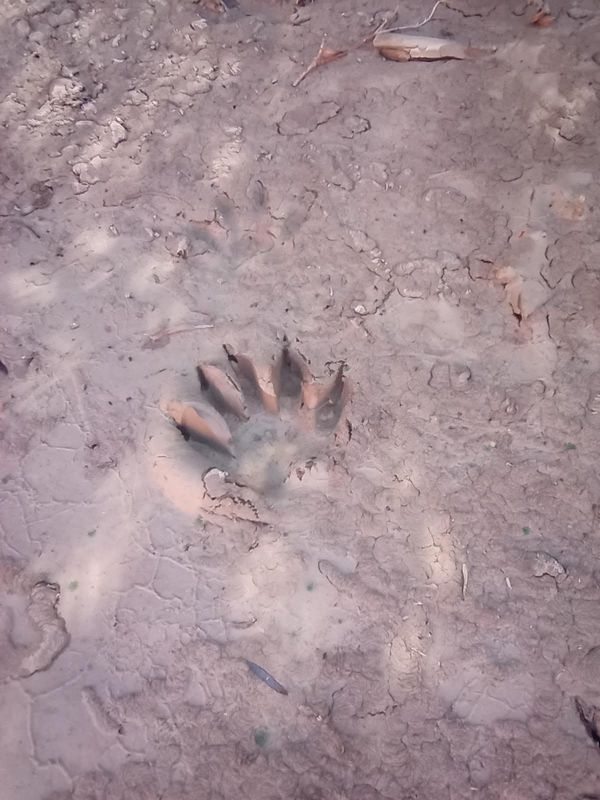 Beaver footprint?