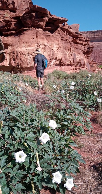 Day 6 Turks head hike past white Datura's
