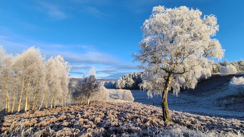 Dec 24 Speyside Way Kincraig to Kingussie during a frosty spell