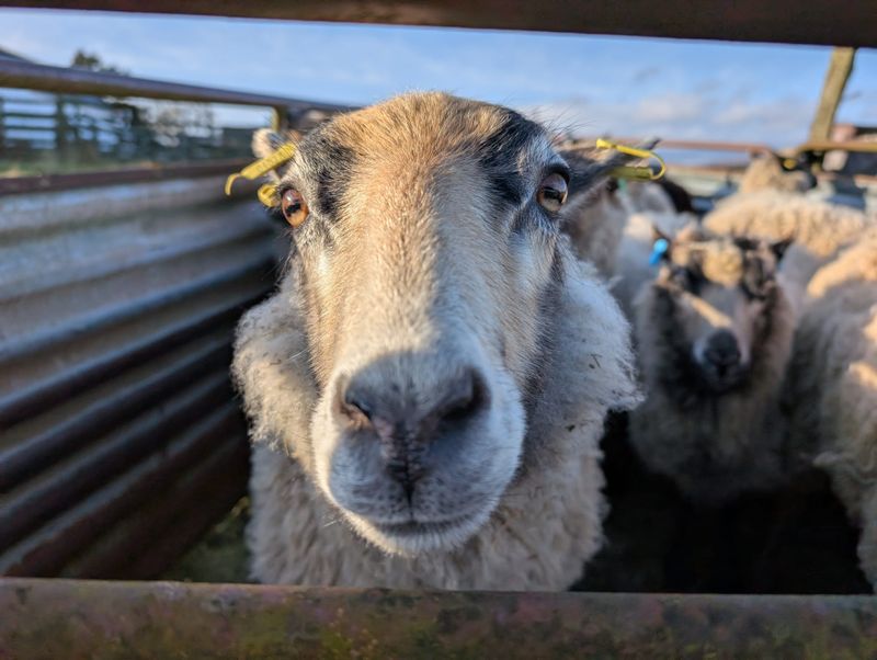 Feb 25 Sheep!