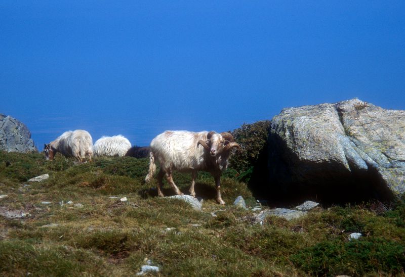 Corsica GR20 Day 4 Sheep
