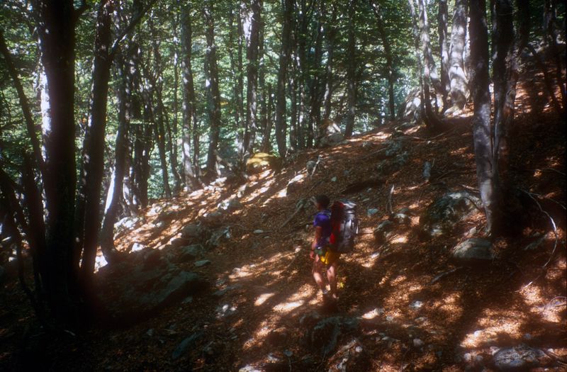 Corsica GR20 Day 4 Beech forest on the way to Col de Verde Brian