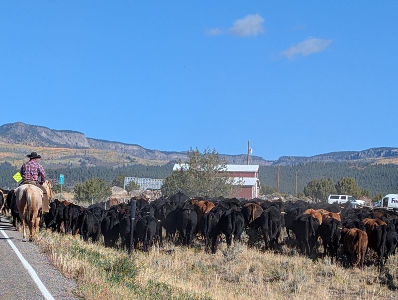 Halted by cattle ranchers on the drive to Boulder mountain