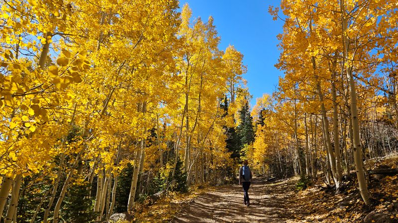 Boulder Mountain - golden aspen