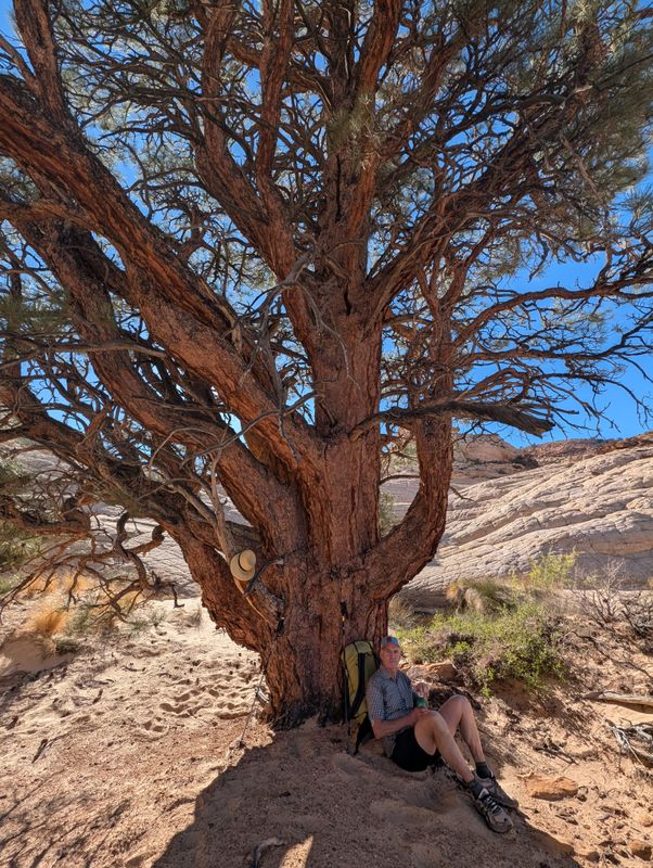 Brian resting by a ponderosa
