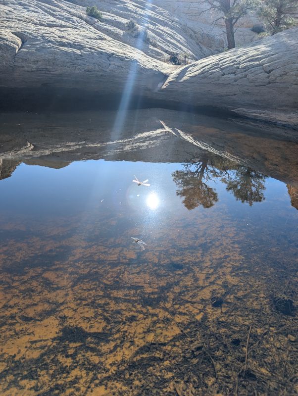 Dragonfly and reflection on waterhole
