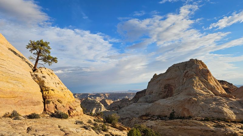 Ferns Nipple ponderosa