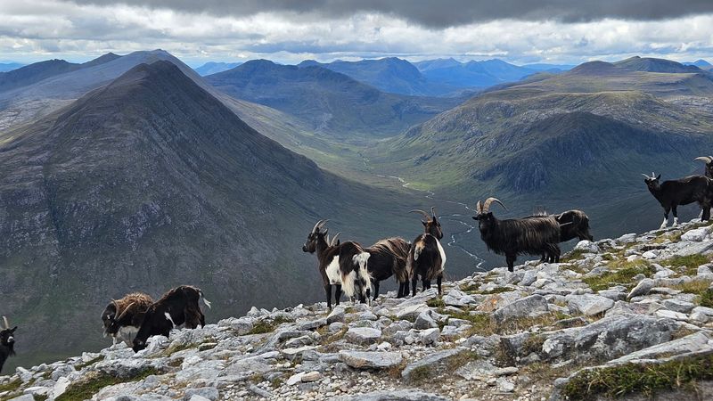 Aug 25 An Teallach ferral goats