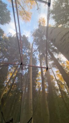 2023 Arizona Trail Aspen from a ground eye view
