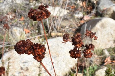 Wet Buckwheat at Dripping Springs