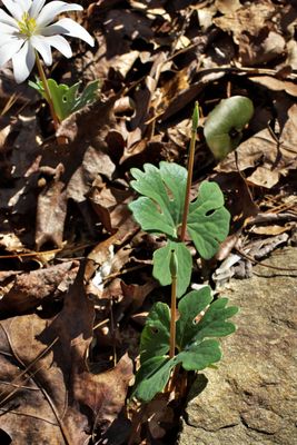 Sanguinaria canadensis