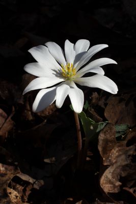 Sanguinaria canadensis