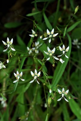 Micranthes petiolaris var. petiolaris