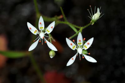 Micranthes petiolaris var. petiolaris