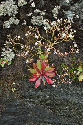 Micranthes petiolaris