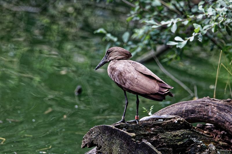 Hamer bird Kenya